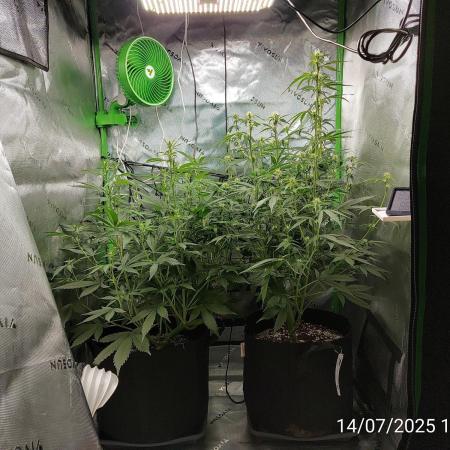 Gorilla Cookies von FastBuds(Bushplanet)