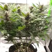 Operation: Purple Breakfast