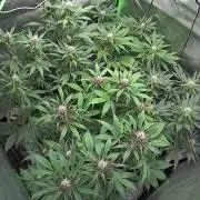 Operation: Purple Breakfast