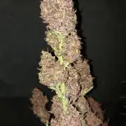 Operation: Purple Breakfast