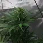 Strawberry Gorilla Fast Buds