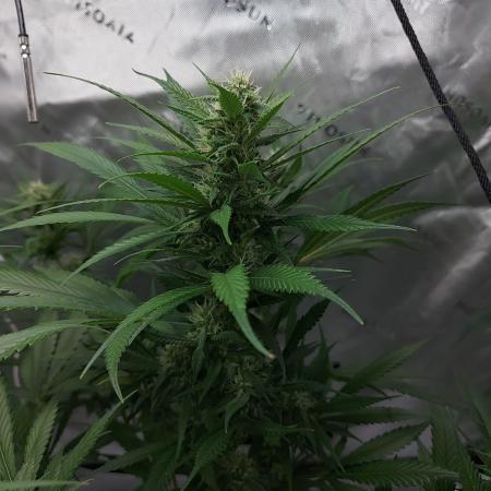 Strawberry Gorilla Fast Buds