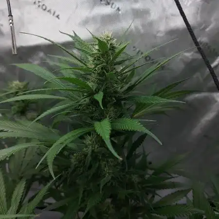 Strawberry Gorilla Fast Buds