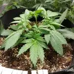 Strawberry Gorilla Fast Buds