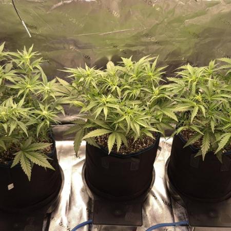 Guava Auto RF3 im Autopot