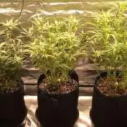 Guava Auto RF3 im Autopot