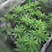 Operation: Purple Breakfast