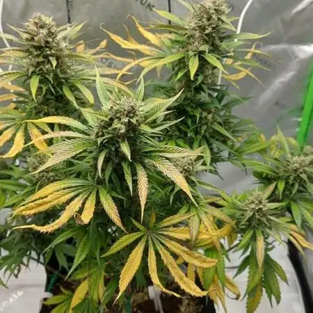 Strawberry Gorilla Fast Buds