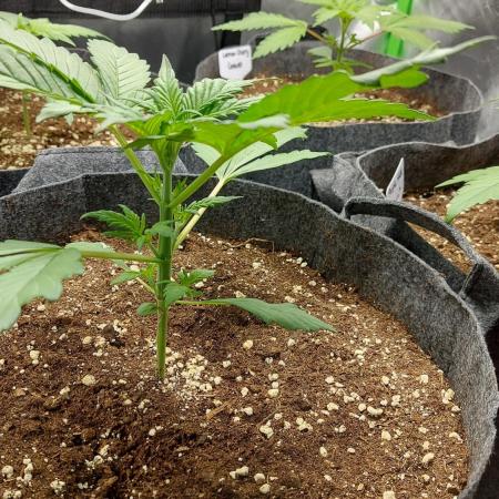 Operation: Purple Breakfast