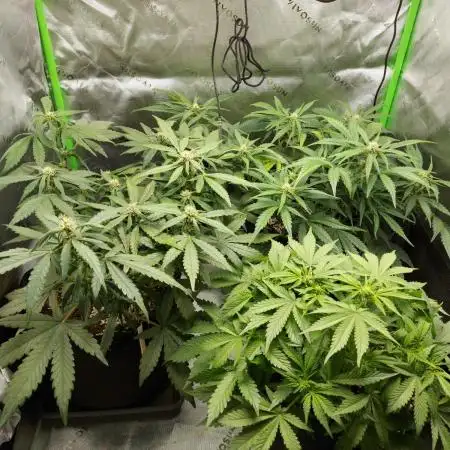 Lemon Cherry Cookies Auto, First ever grow!