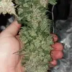Strawberry Gorilla Fast Buds