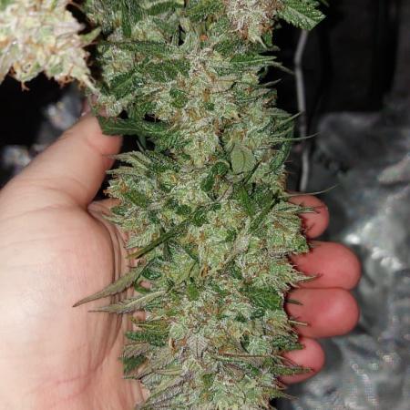 Strawberry Gorilla Fast Buds