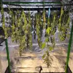 Gorilla Cookies von FastBuds(Bushplanet)