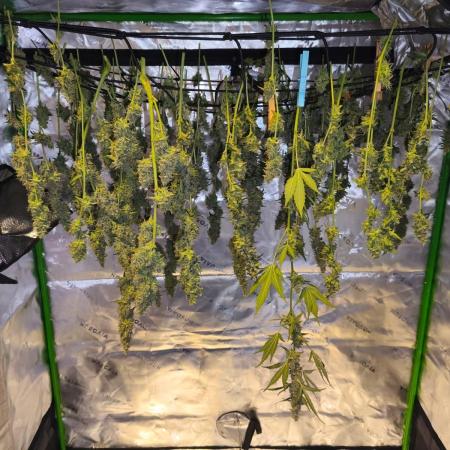 Gorilla Cookies von FastBuds(Bushplanet)