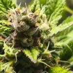 Strawberry Gorilla Fast Buds