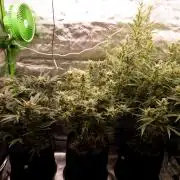 Guava Auto RF3 im Autopot