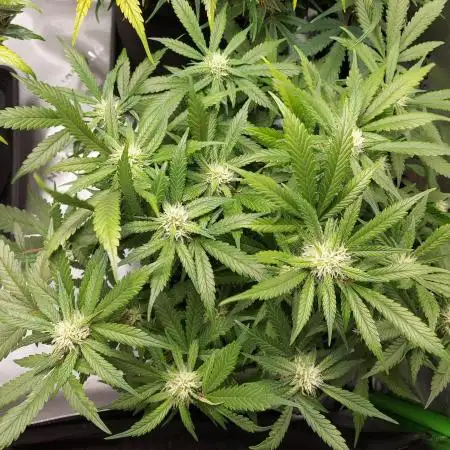 Lemon Cherry Cookies Auto, First ever grow!