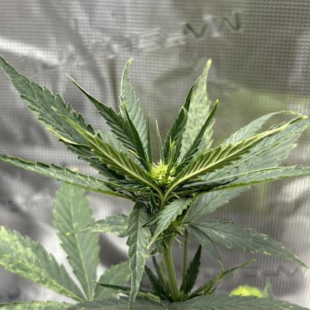 Skywalker OG