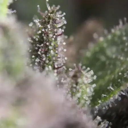 [TPB] Banana Purple Punch [Auto] [Auto]