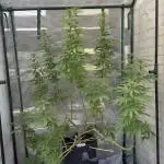 [TPB] Gorilla Cookies [Fast] [Training]