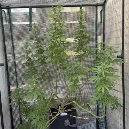 [TPB] Gorilla Cookies [Fast] [Training]