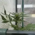 [TPB] Banana Purple Punch [Auto]