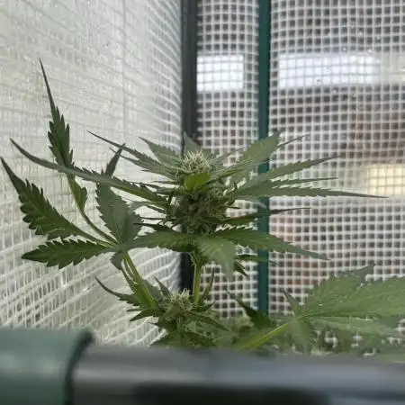 [TPB] Banana Purple Punch [Auto]