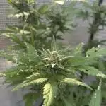 [TPB] Banana Purple Punch [Auto] [Auto]