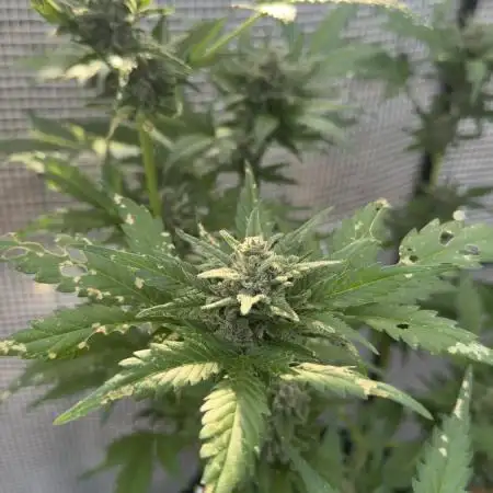 [TPB] Banana Purple Punch [Auto] [Auto]
