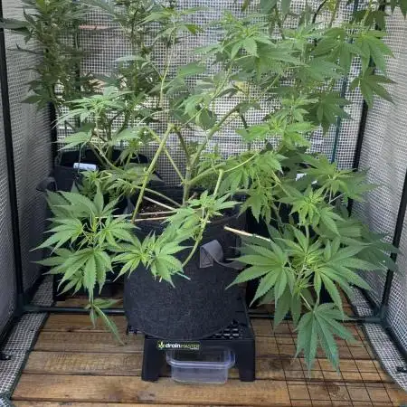 [TPB] Gorilla Cookies [Fast]