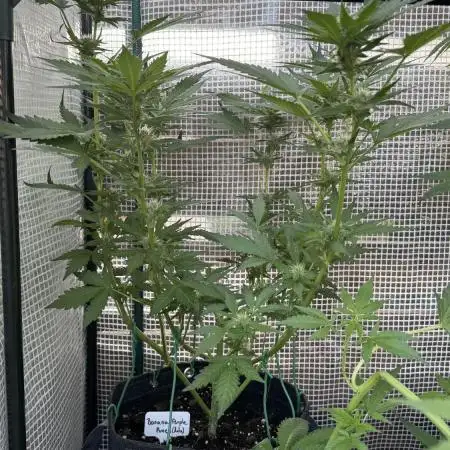 [TPB] Banana Purple Punch [Auto]