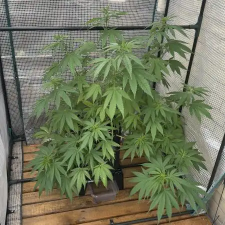 [TPB] Gorilla Cookies [Fast] [Training]