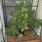 [TPB] Gorilla Cookies [Fast] [Training]