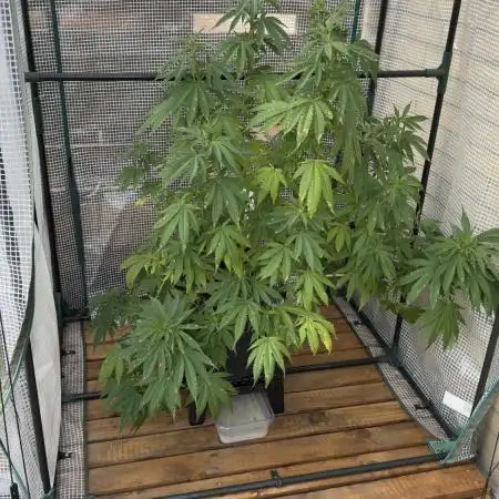 [TPB] Gorilla Cookies [Fast] [Training]