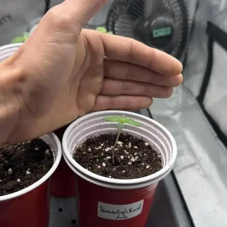 [TPB] Banana Purple Punch [Auto]