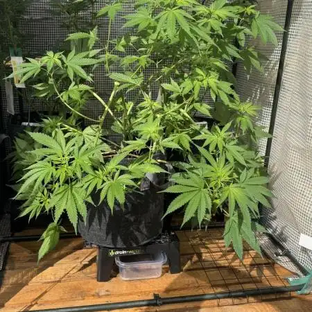 [TPB] Gorilla Cookies [Fast]
