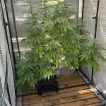 [TPB] Gorilla Cookies [Fast] [Training]
