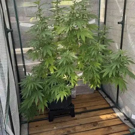 [TPB] Gorilla Cookies [Fast] [Training]