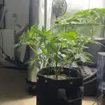 [TPB] Banana Purple Punch [Auto]