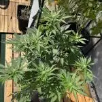 [TPB] Banana Purple Punch [Auto]