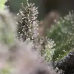 [TPB] Banana Purple Punch [Auto] [Auto]