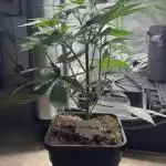 Lemon Tree 2.0 | Silent Seeds