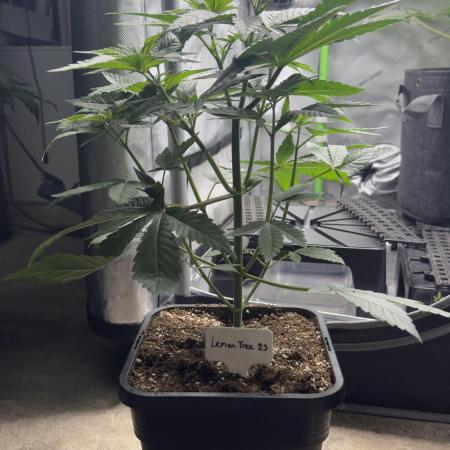 Lemon Tree 2.0 | Silent Seeds
