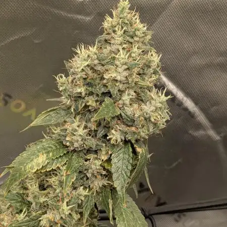 First grow from Bagseed inspiration