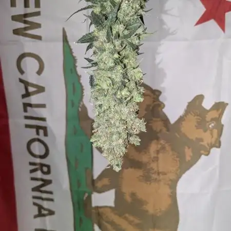 First grow from Bagseed inspiration