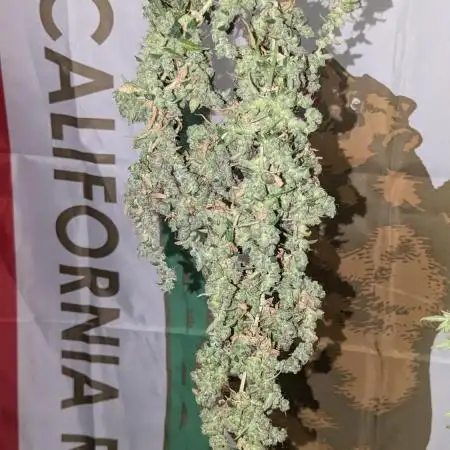 First grow from Bagseed inspiration