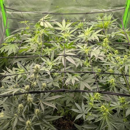 First grow from Bagseed inspiration
