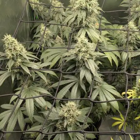 First grow from Bagseed inspiration