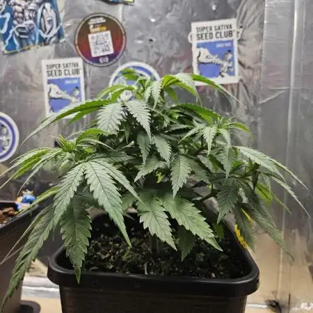 Banana OG