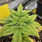 #SSSC Test A005 Auto